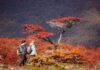 OTOÑO FUEGUINO: ¿QUÉ PODEMOS HACER AL AIRE LIBRE?