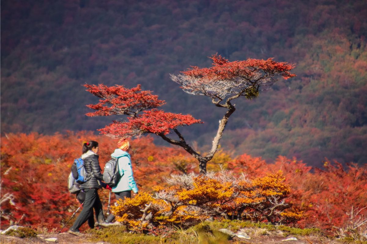 OTOÑO FUEGUINO: ¿QUÉ PODEMOS HACER AL AIRE LIBRE?